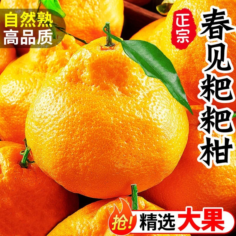【果园直发】四川正宗春见耙耙柑5-8斤新鲜不知火丑橘子应季水果...