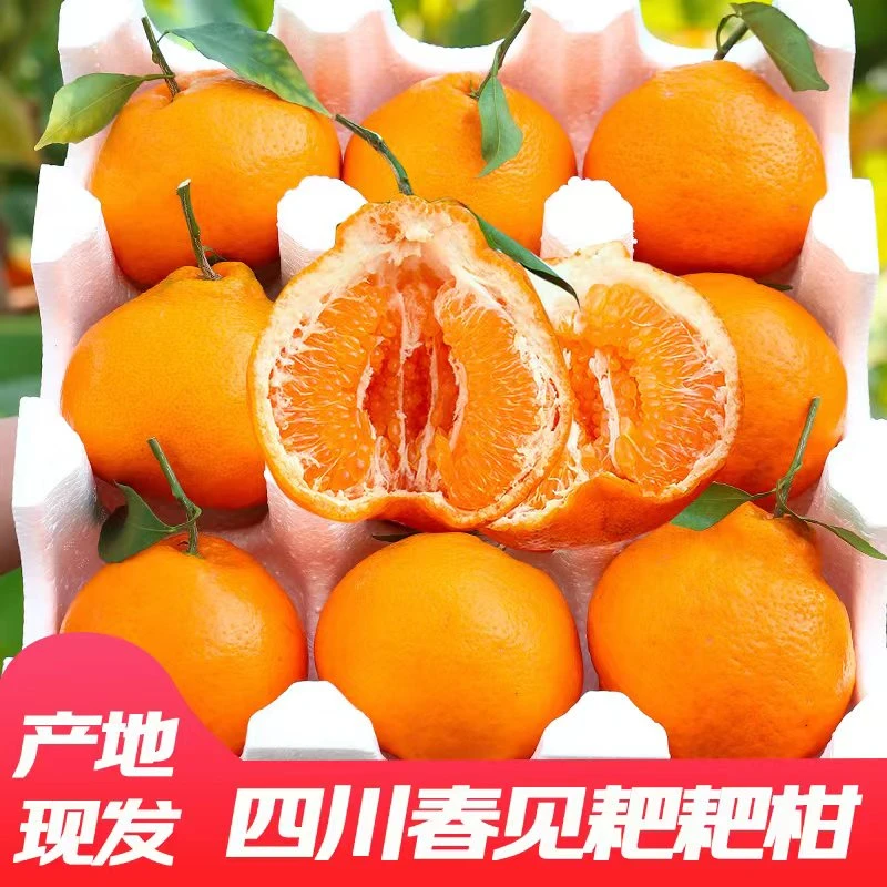 【薽选直发】粑粑柑新鲜四川春见正宗超甜颗粒成熟香甜无籽果粒多汁