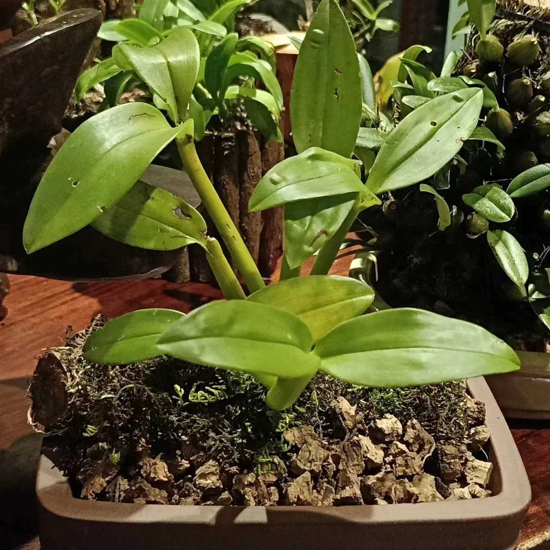 云南寄生类植物节茎石斛