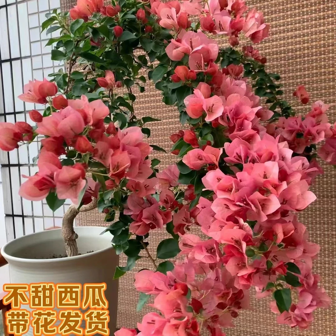 网红爆款 三角梅 不甜西瓜  带花发货 四季开花