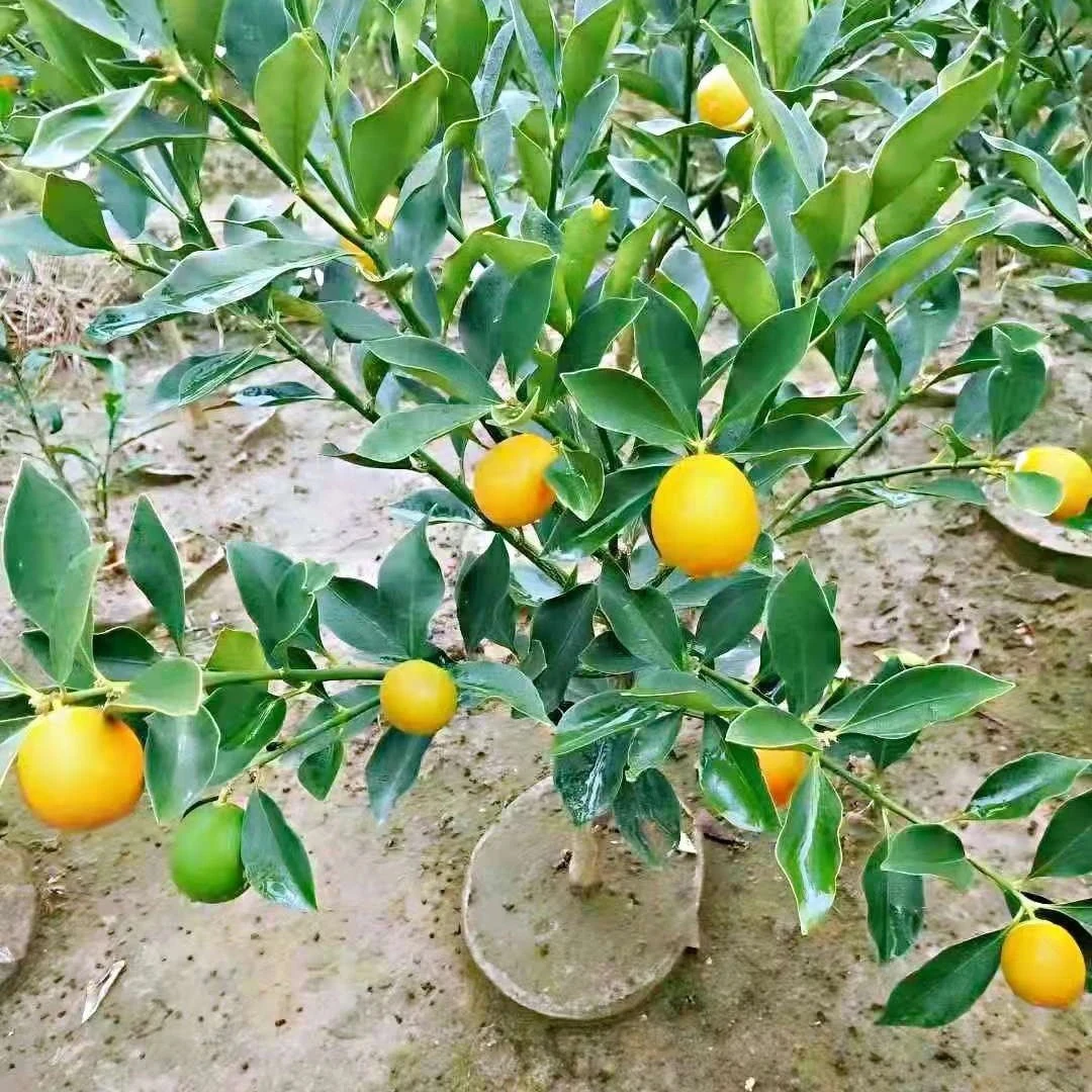 【缘起苗木】 臻选 一物一拍