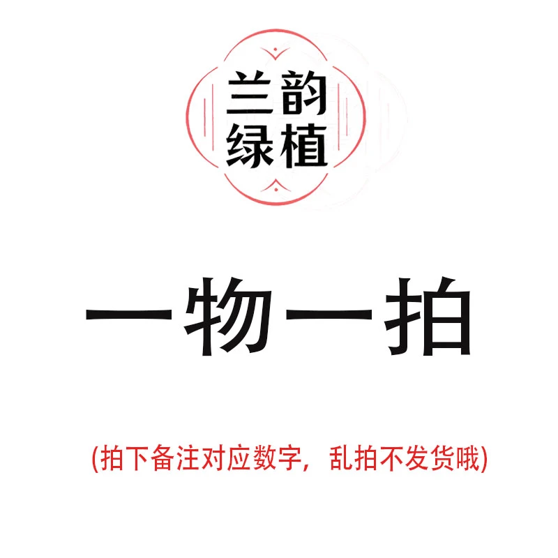 兰花直播【一物一拍】浓香 好养易活