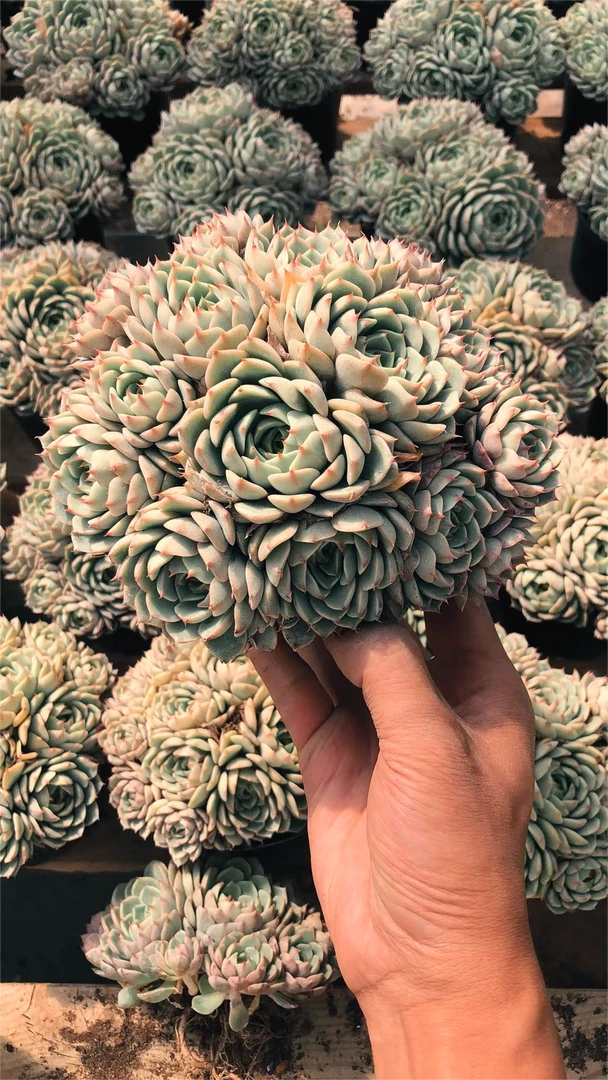 恋上多肉 笨巴蒂斯 多肉植物 两单包邮