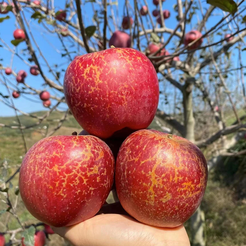 【新鲜水果】四川正宗大凉山盐源丑苹果现摘新鲜水果当季脆甜