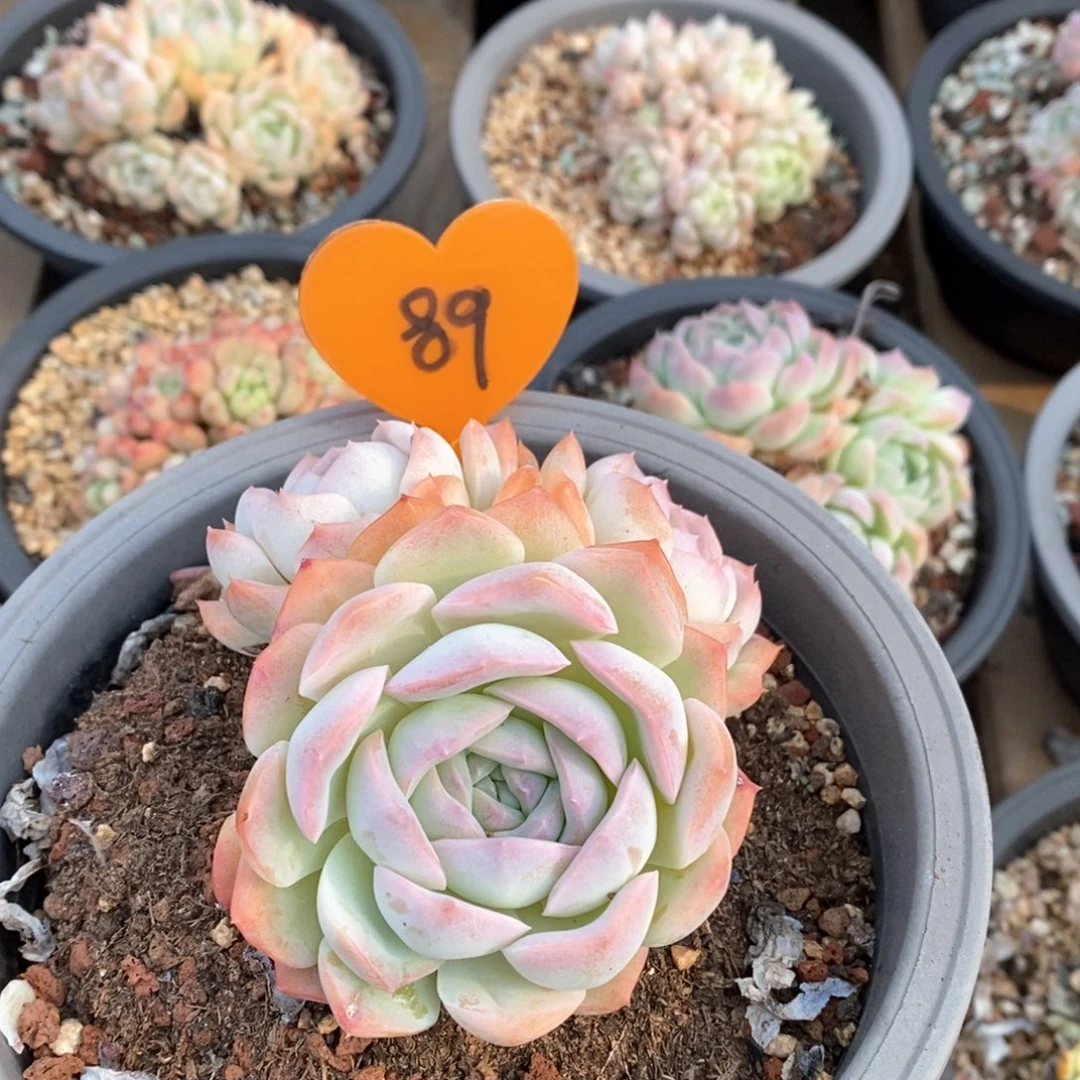 精品多肉一物一拍89