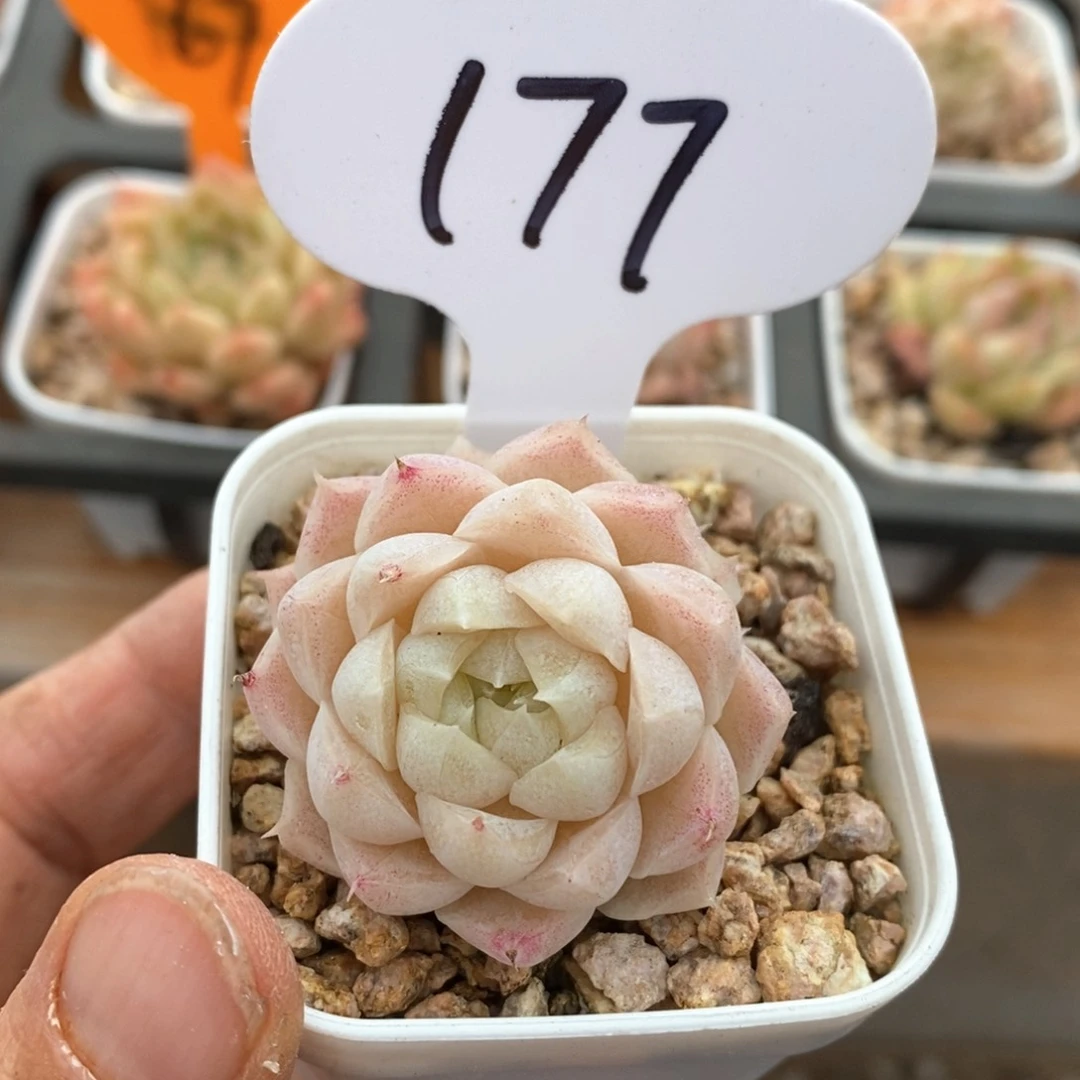 精品多肉一物一拍177