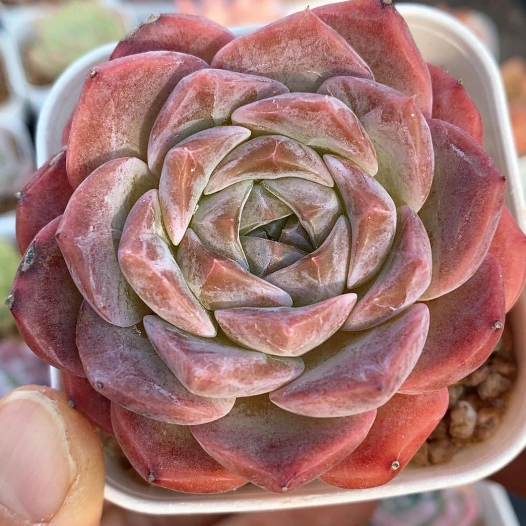 精品多肉一物一拍