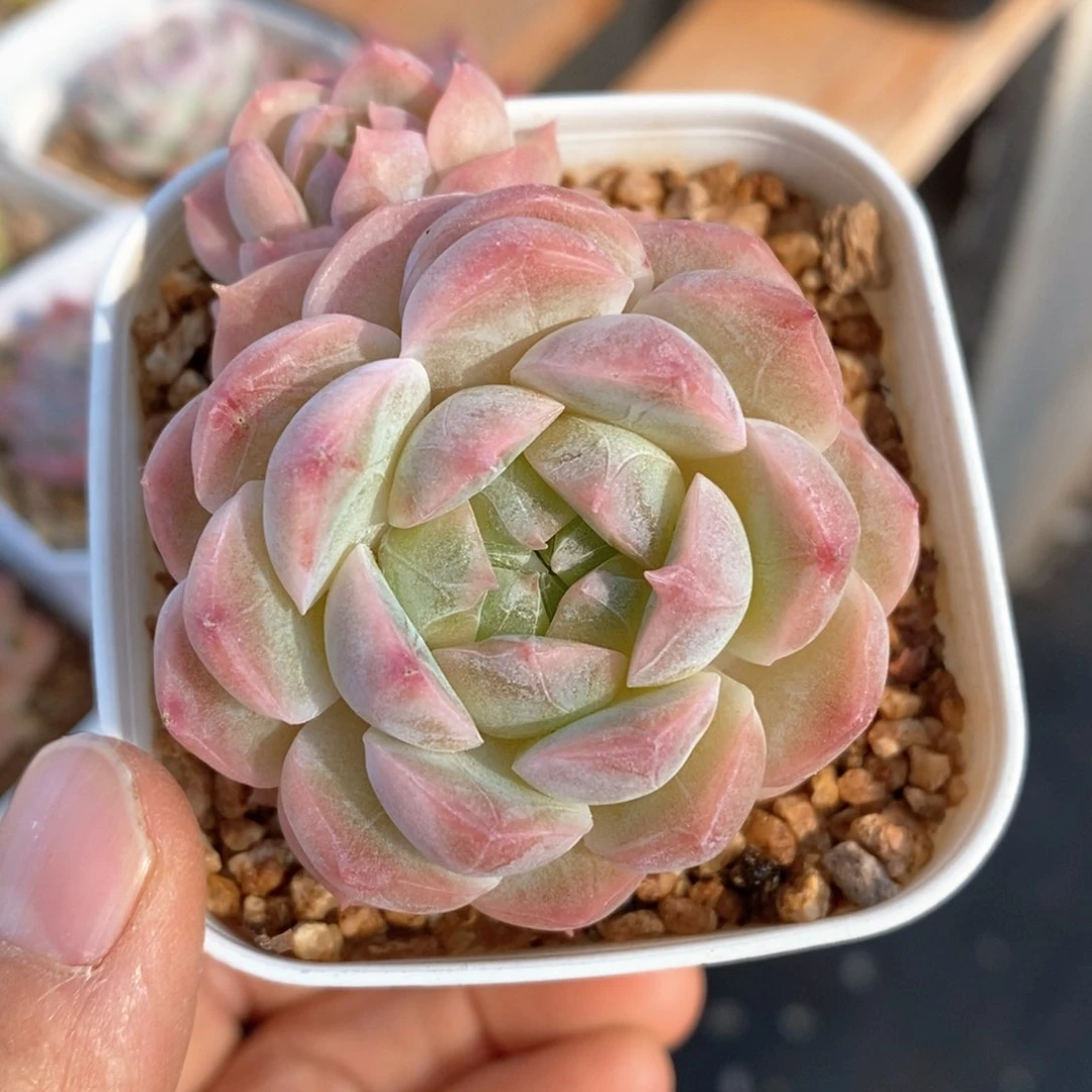 多肉植物一物一拍