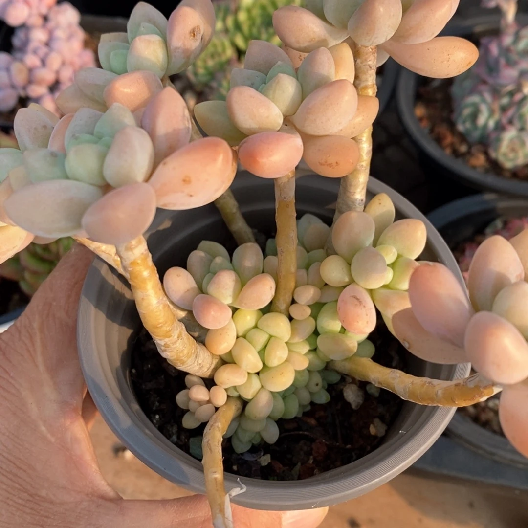 精品多肉一物一拍