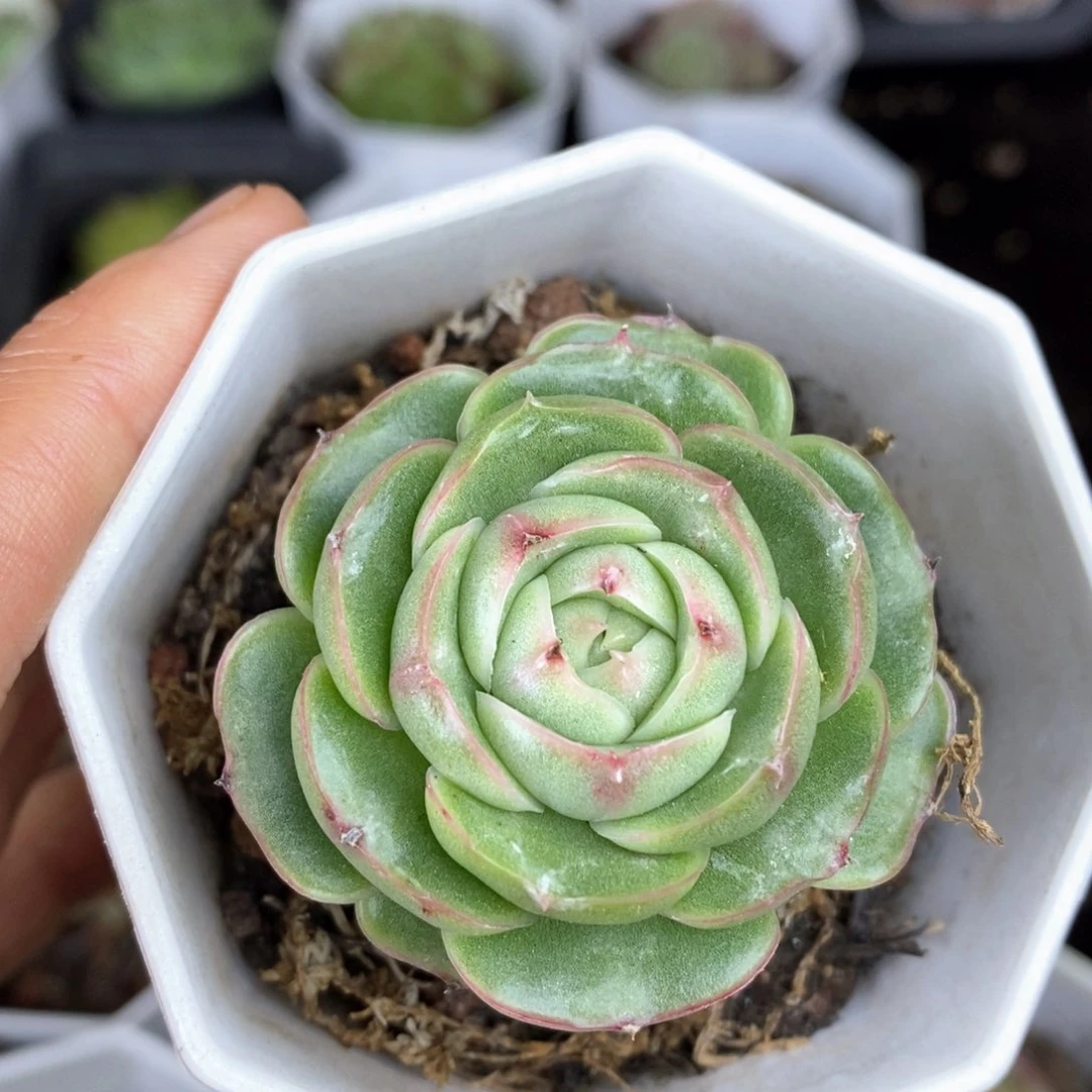 精品多肉一物一拍