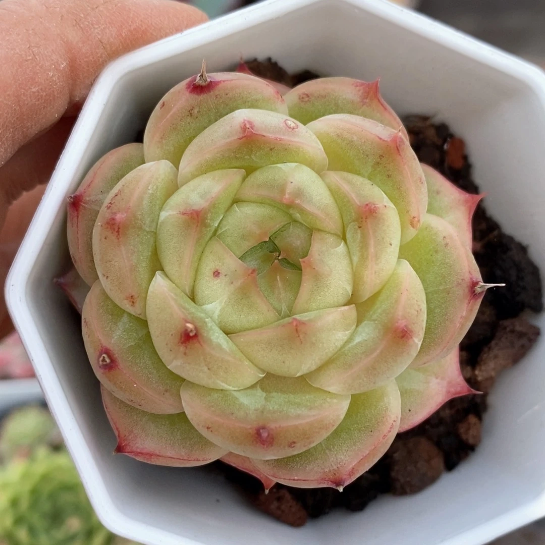 精品多肉一物一拍