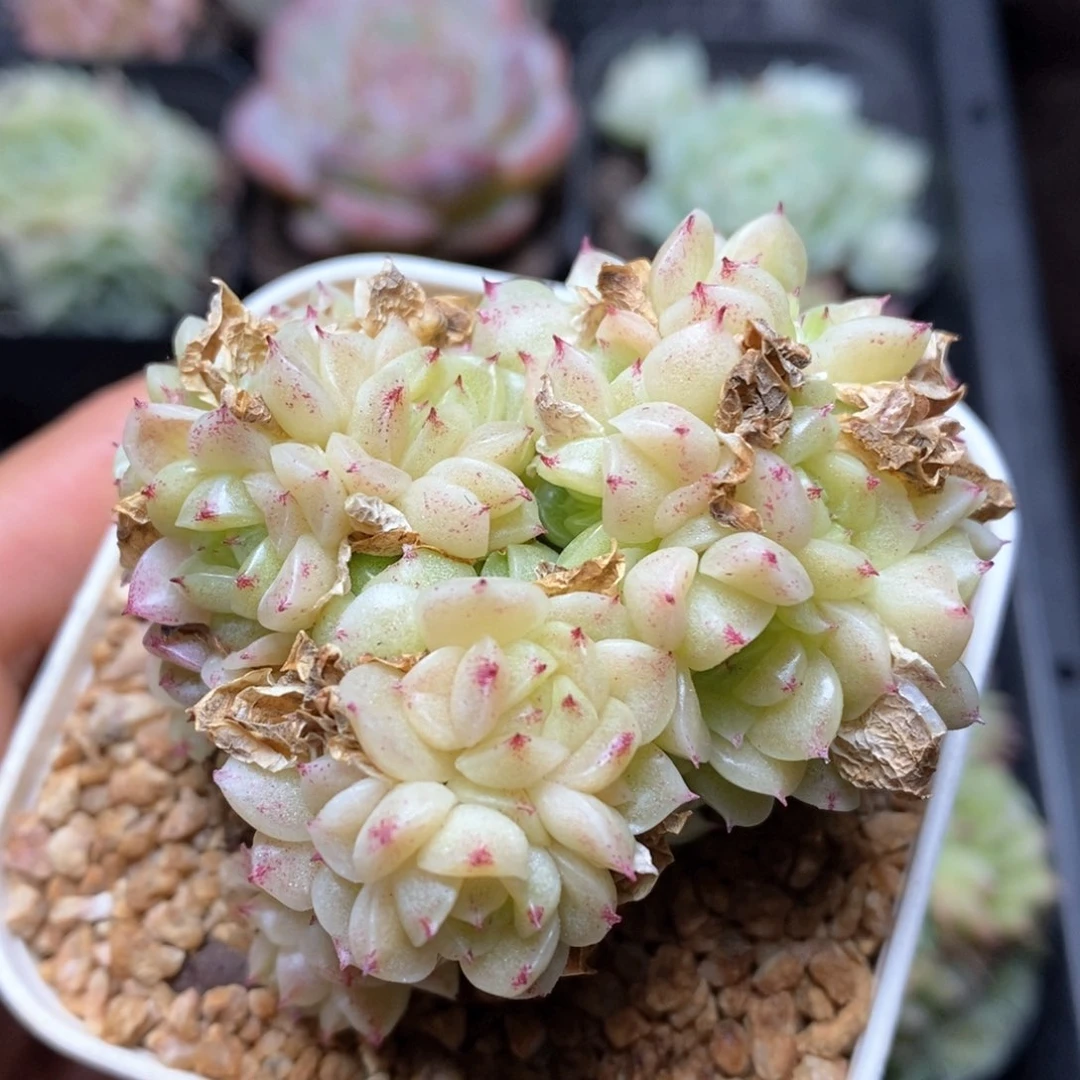 多肉麦秆趴地小群