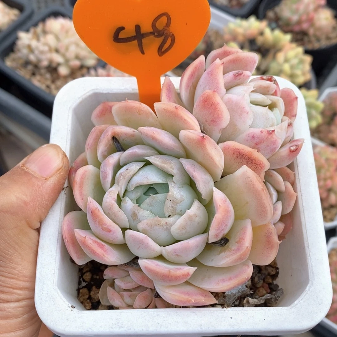 精品多肉一物一拍48