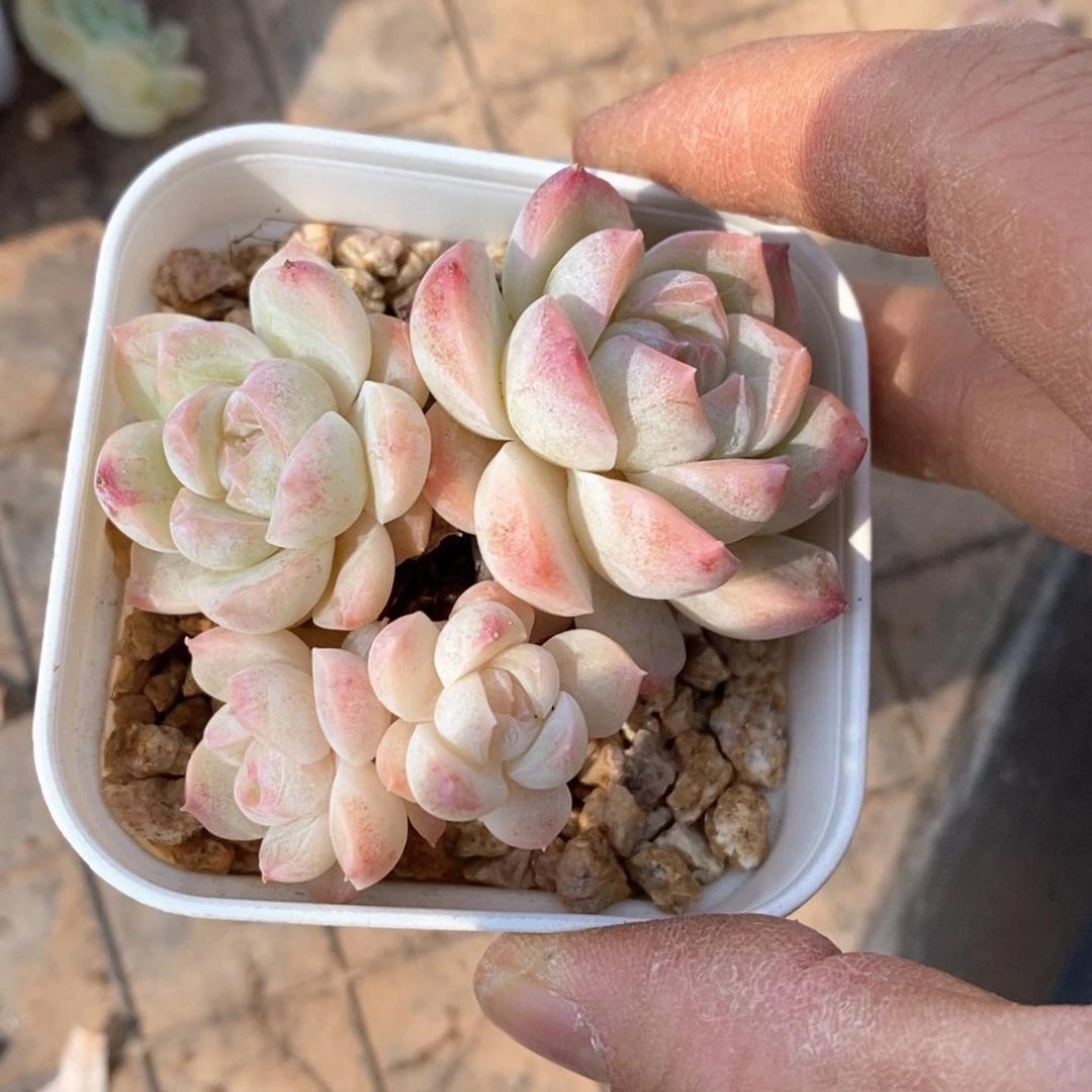 精品多肉一物一拍