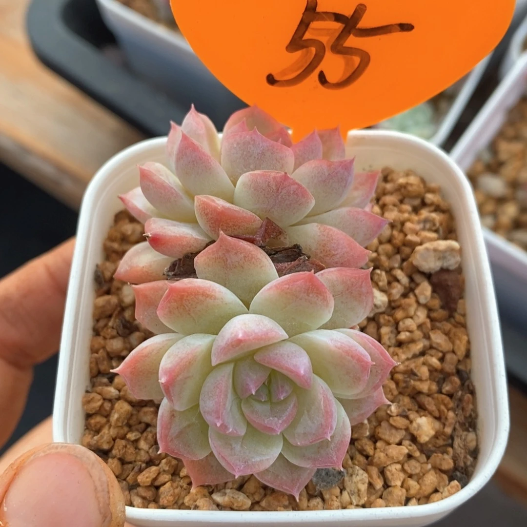 精品多肉一物一拍55