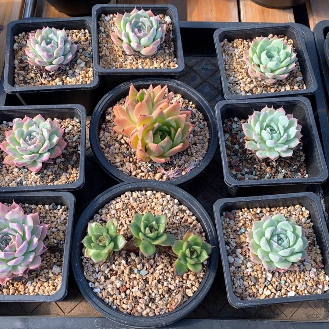 多肉植物一物一拍