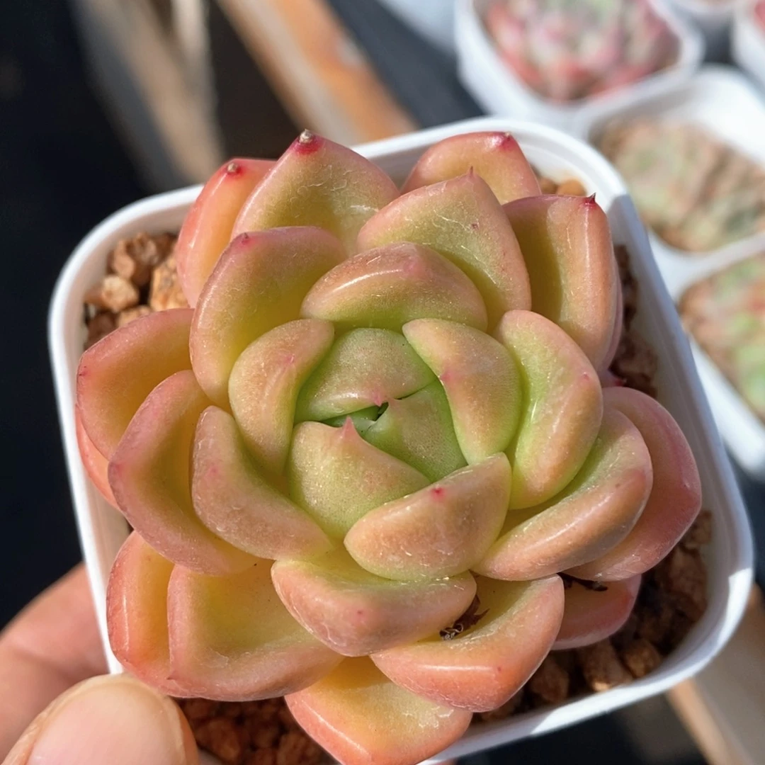 多肉植物一物一拍