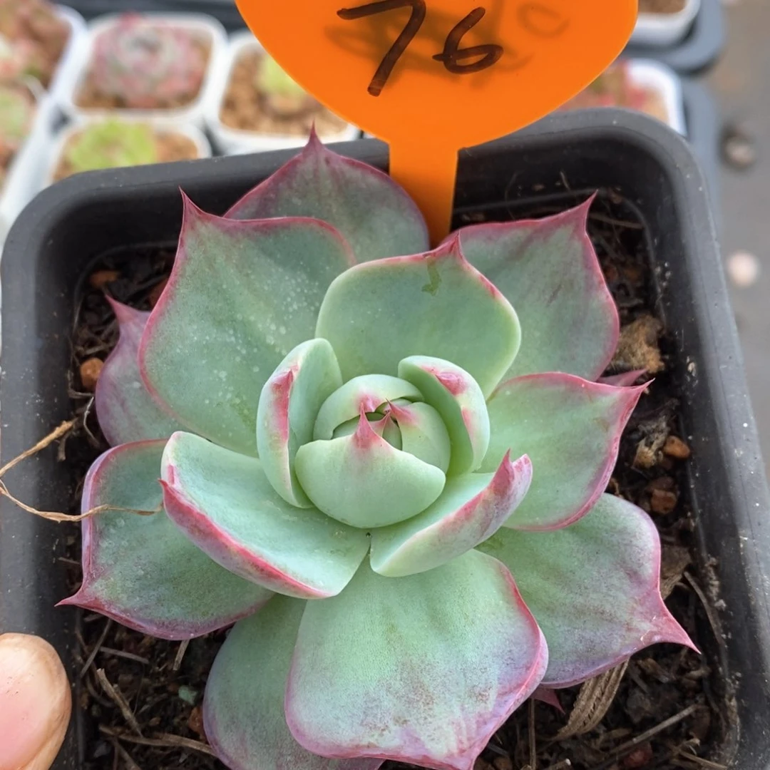 精品多肉一物一拍76