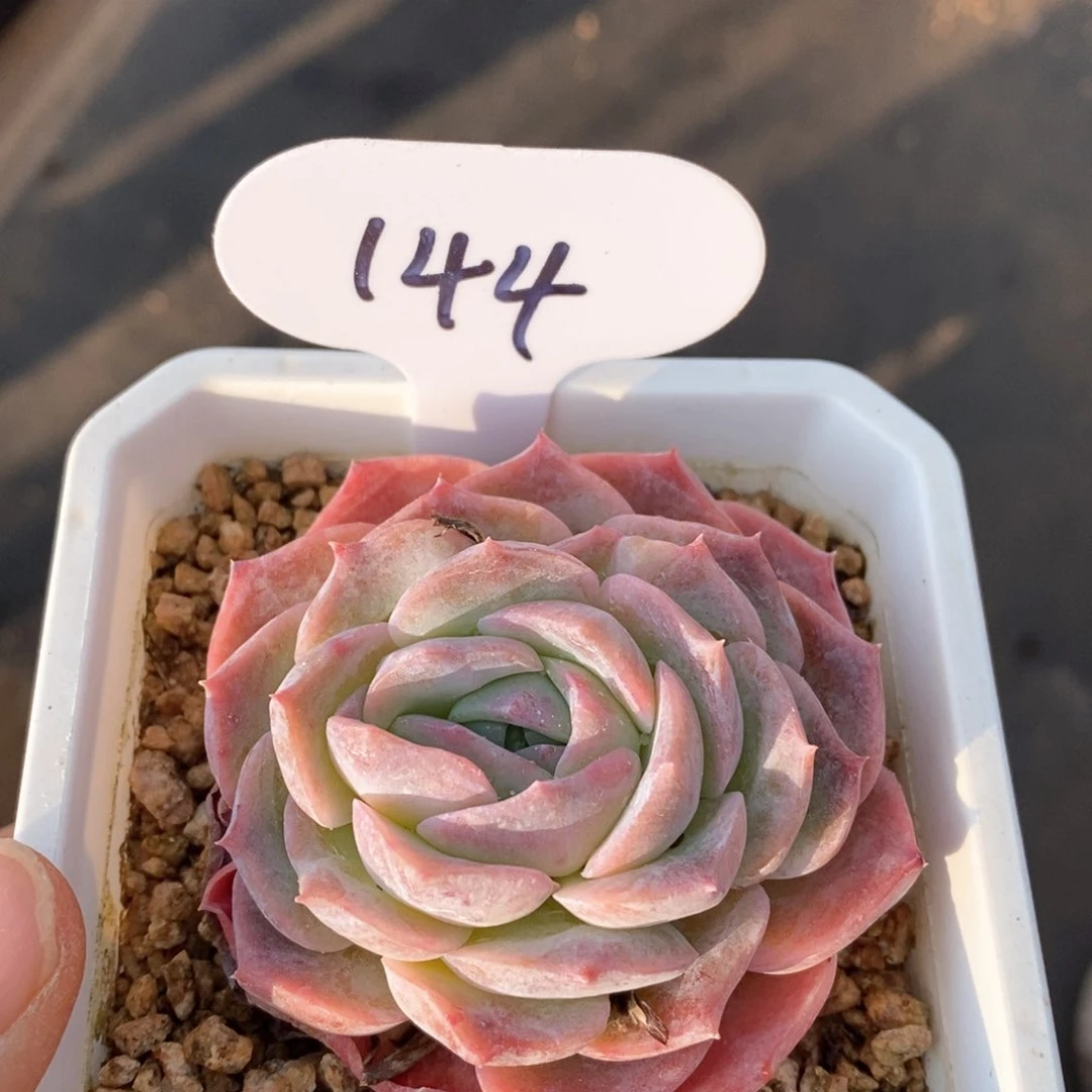 精品多肉一物一拍