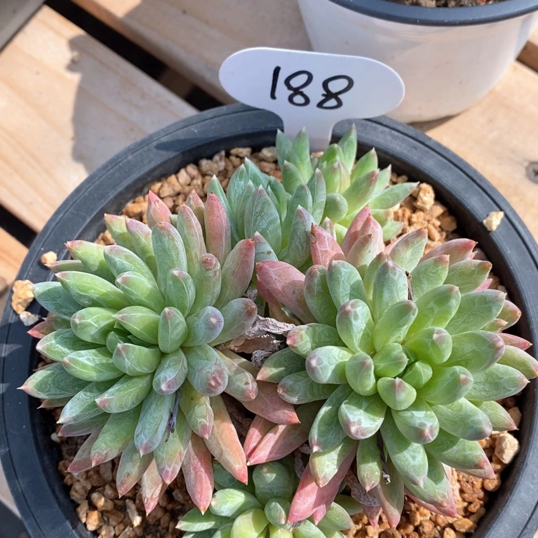 精品多肉一物一拍