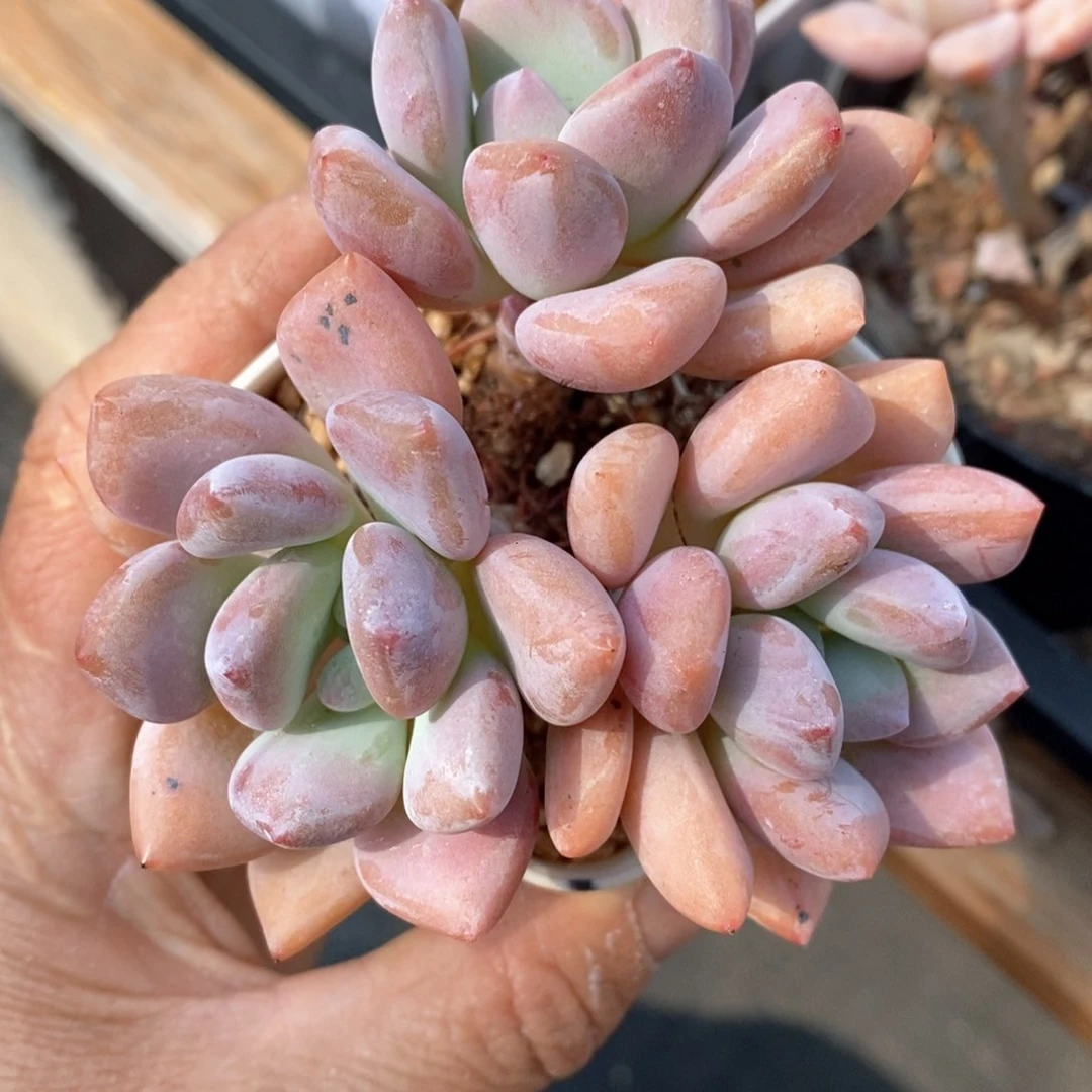 精品多肉一物一拍