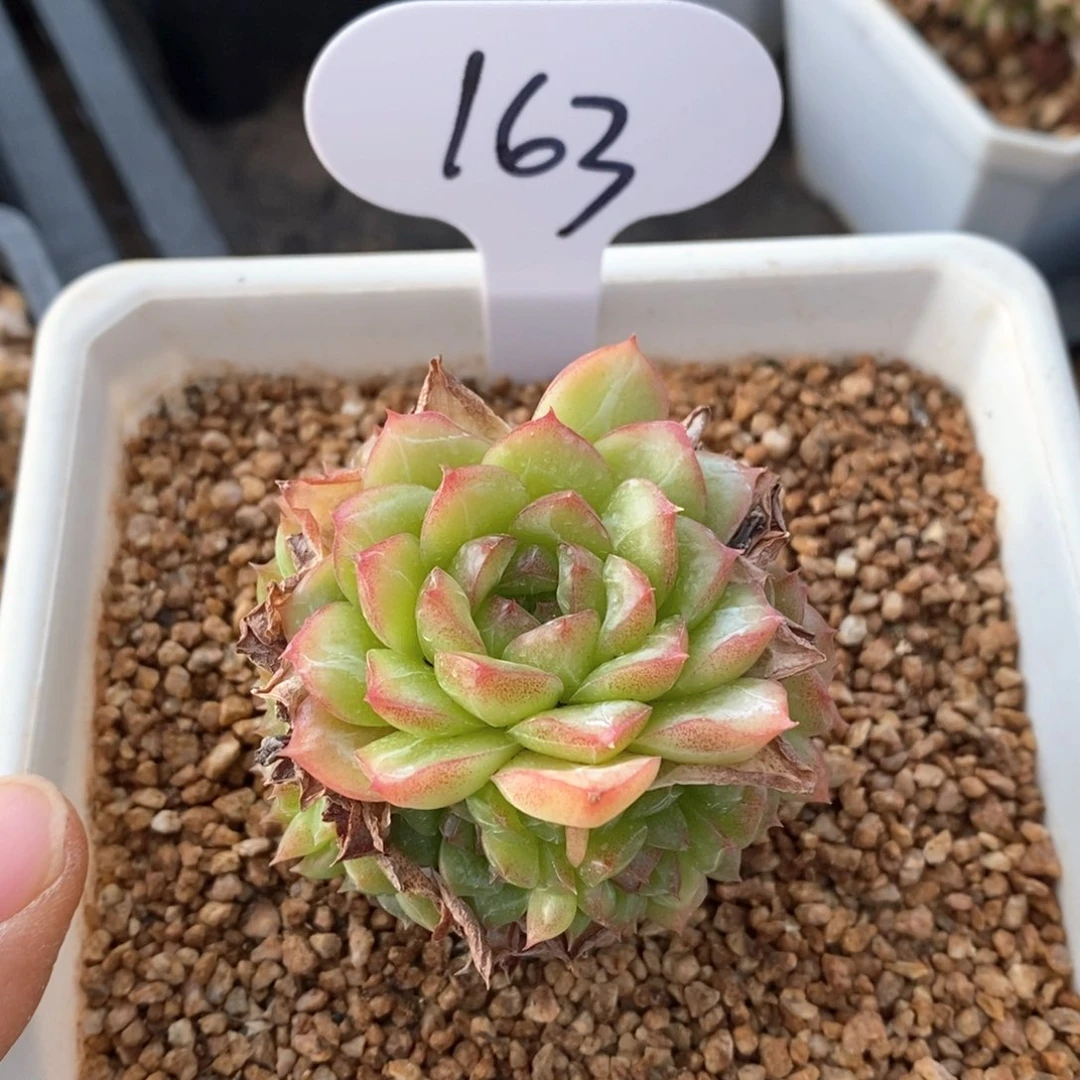 精品多肉一物一拍