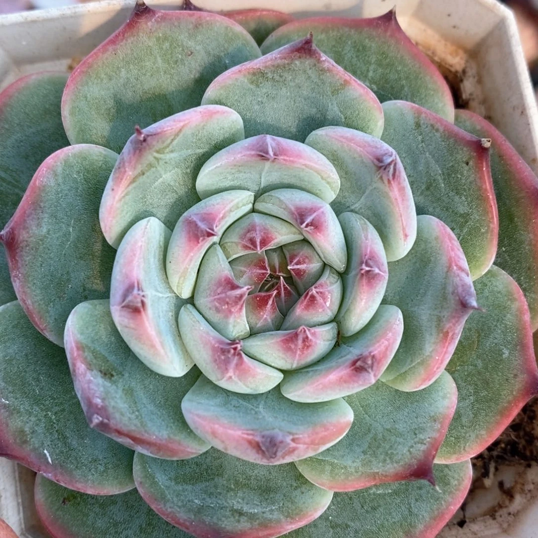 精品多肉一物一拍