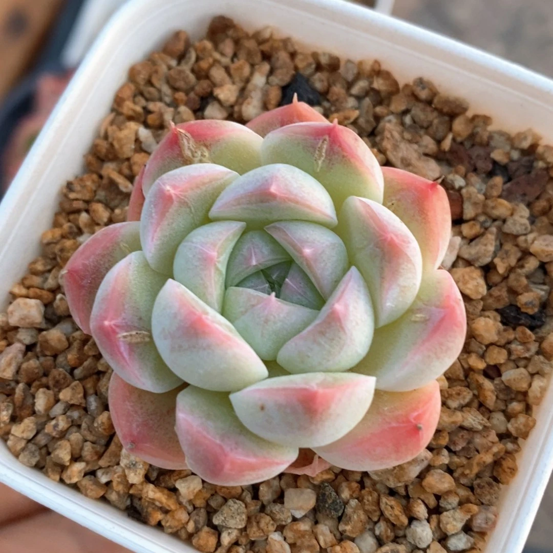 精品多肉一物一拍