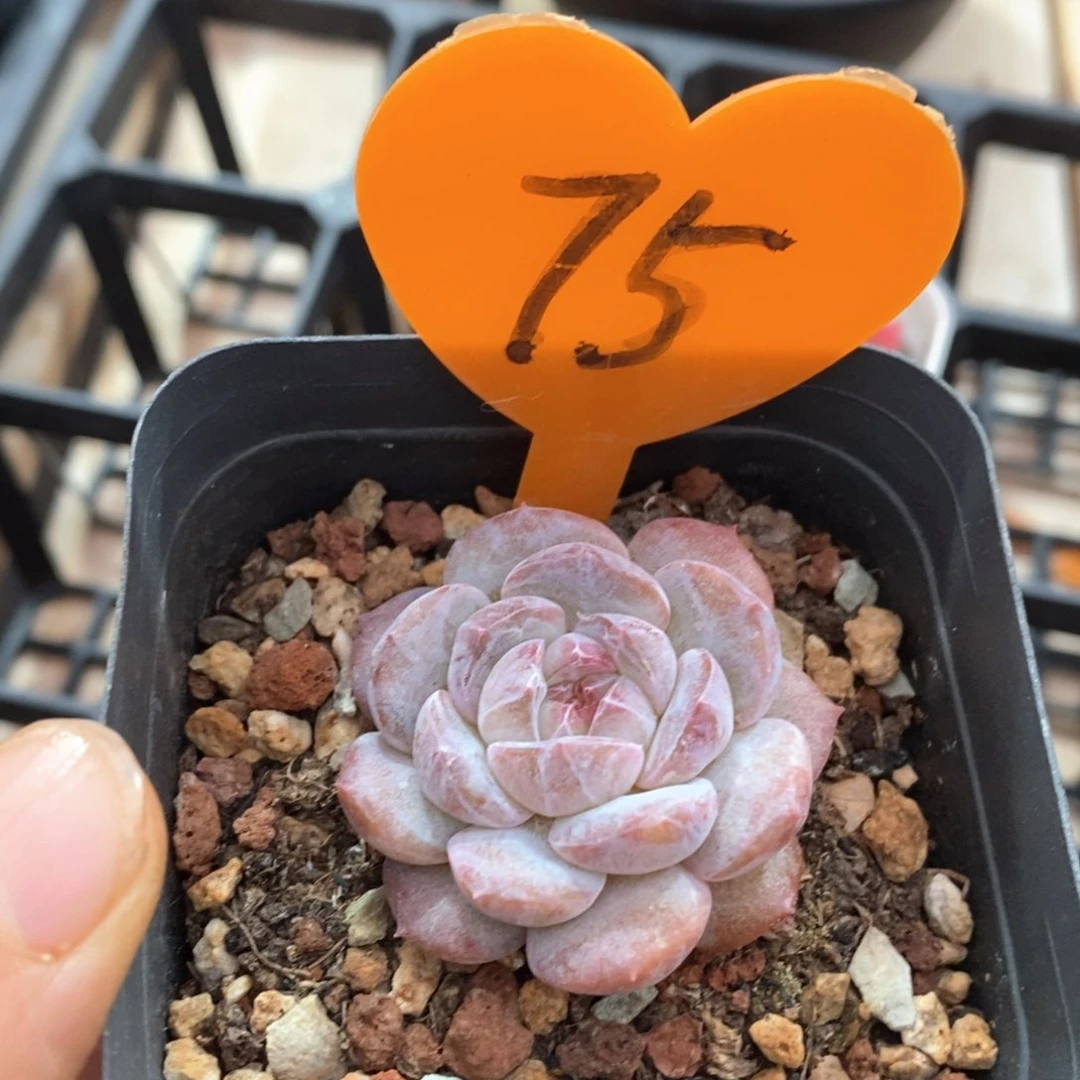 精品多肉一物一拍75