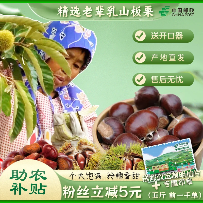 【新粉专属】23年正宗乳山老辈儿板栗高山老树野生新鲜油栗香甜粉糯