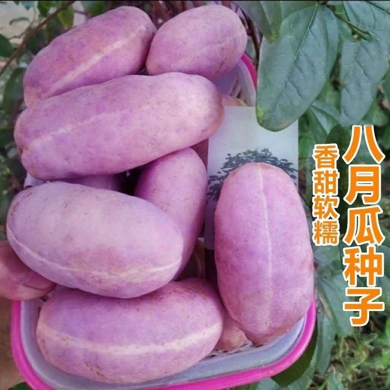 八月瓜种子特色紫果八月瓜爬藤植物食用水果八月炸种籽简单四季
