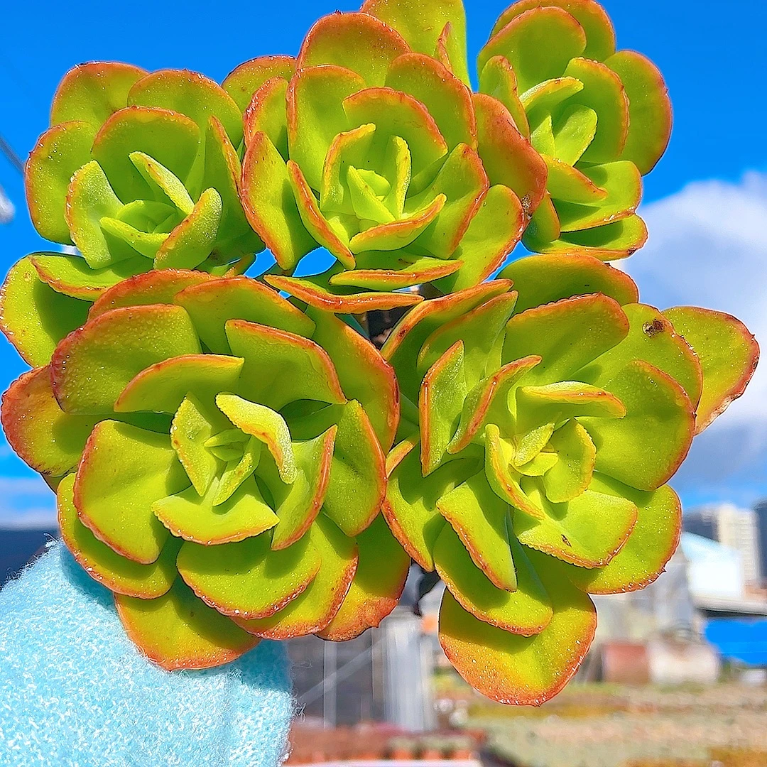红梅（脱土）两单包邮 买五送一  多肉植物