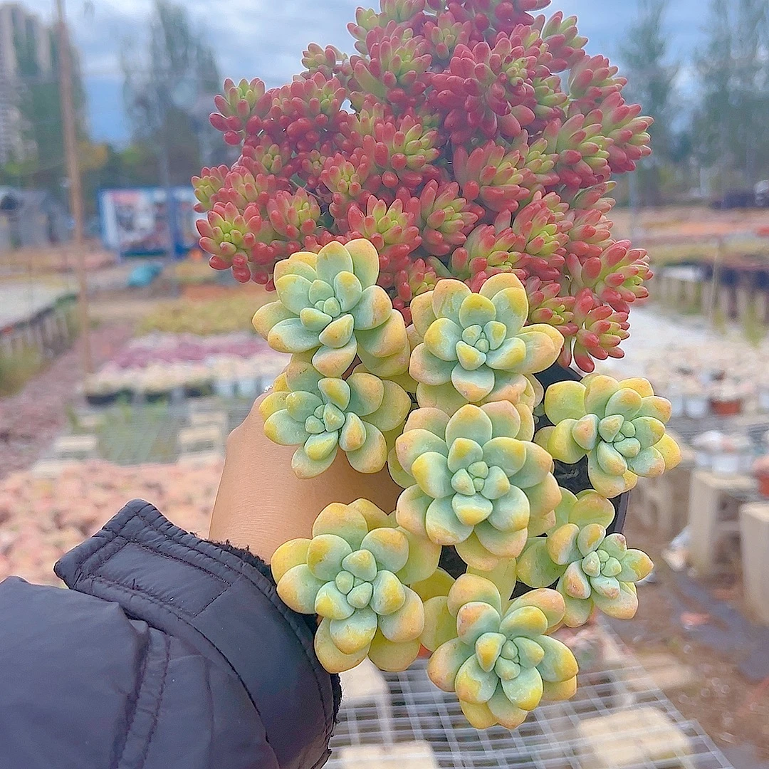 虹之玉+天使之泪(带盆)