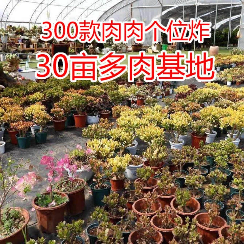 多肉两颗随机（脱土）  两单包邮 买五送一 多肉植物