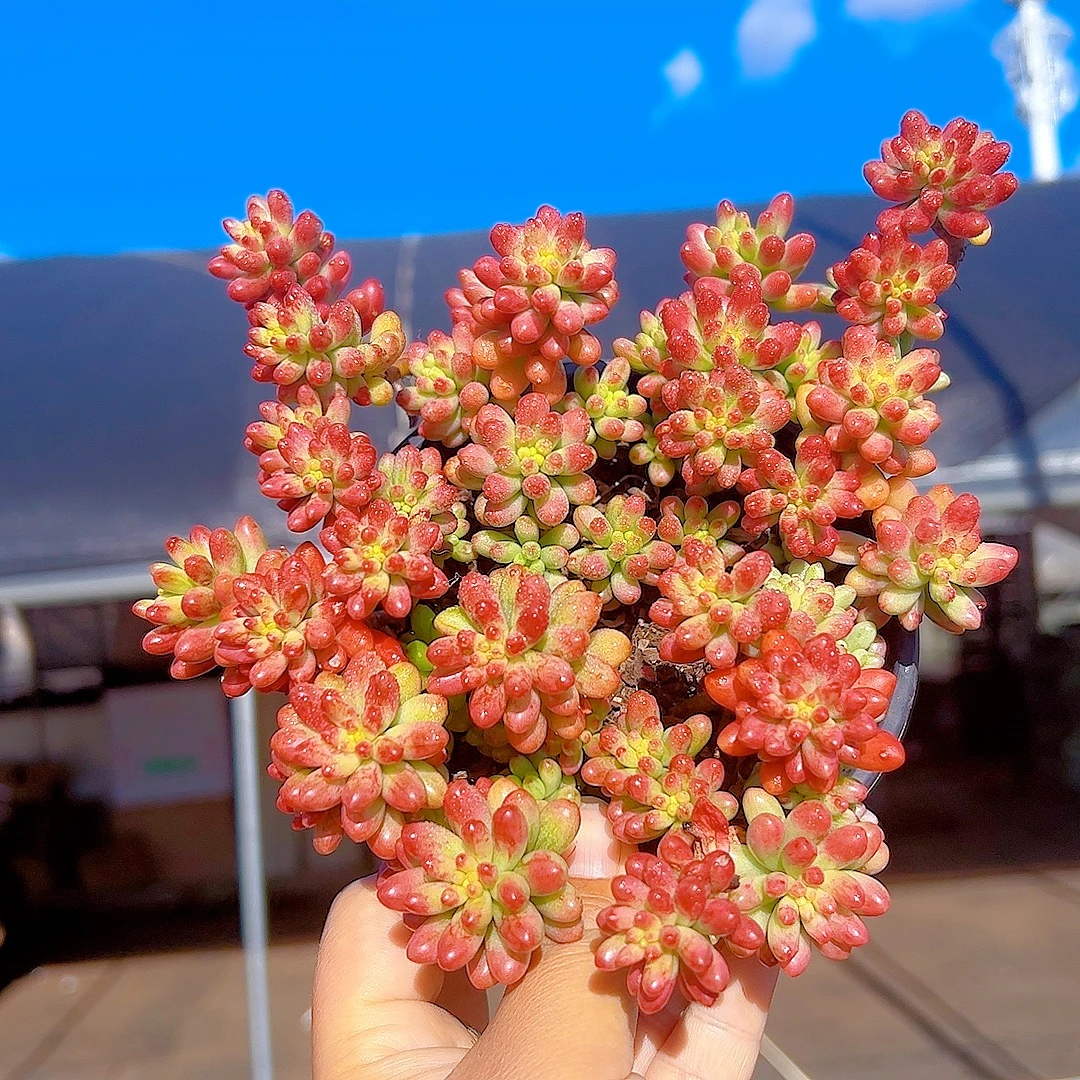 虹之玉锦两盆（带盆）两单包邮 买五送一 好看好养 多肉植物