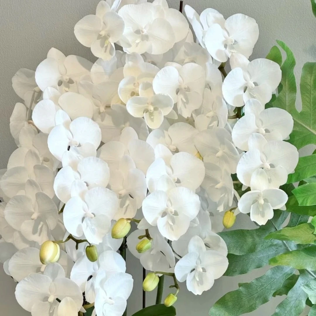 【长花剑】白天鹅3.5寸杯花苞株蝴蝶兰精品