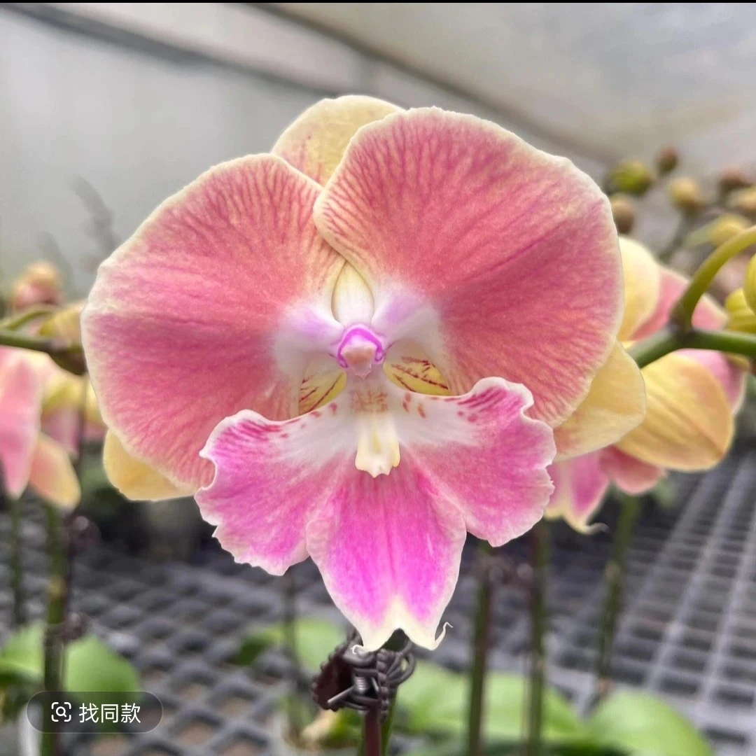 原生种彩虹独角兽(3.5)蝴蝶兰