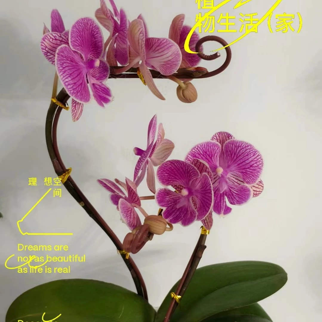小性感3.5寸杯带剑蝴蝶兰发货精品大苗