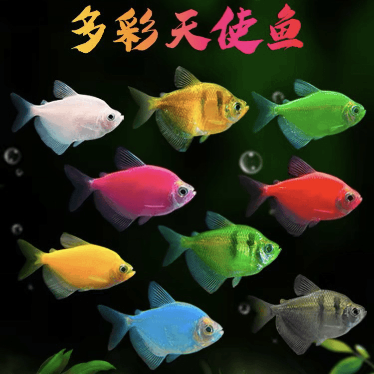 【鱼鱼馆】高货天使鱼小型观赏鱼好养易活 包损 多样性发货