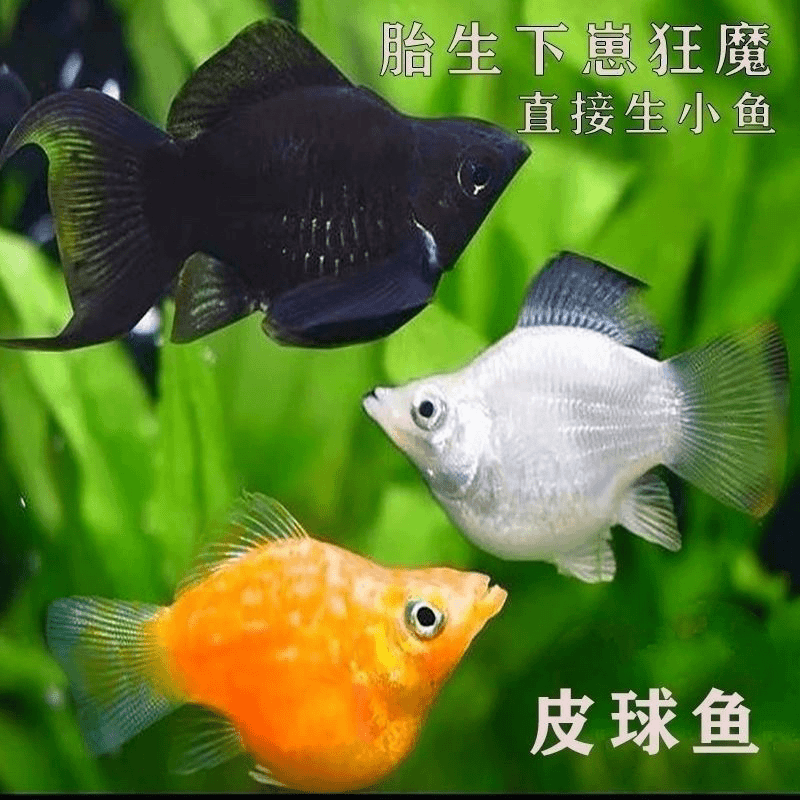 玛丽球鱼 胎生鱼 皮球鱼 热带鱼 新手好养鱼 宠物鱼活体包邮包活