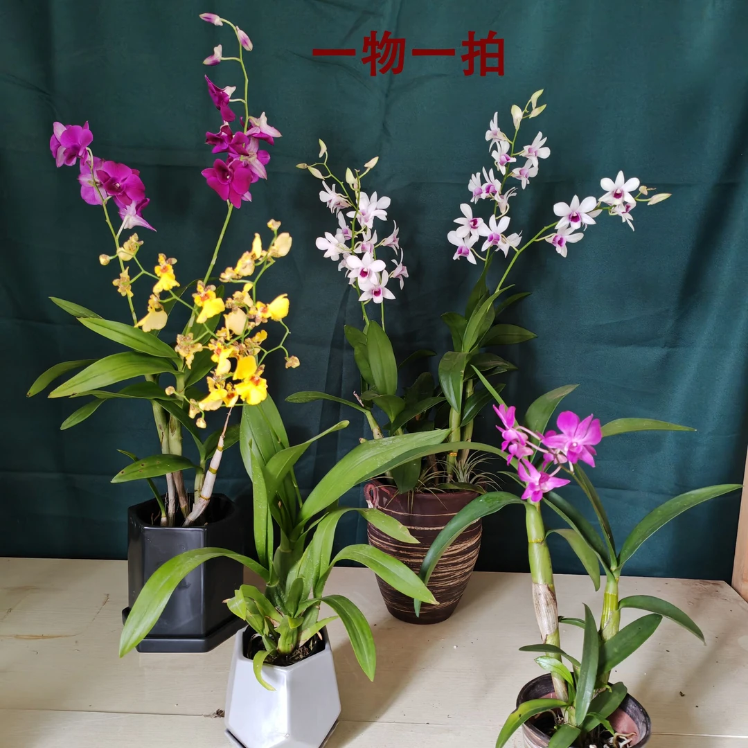 各种花卉盆景造型景观