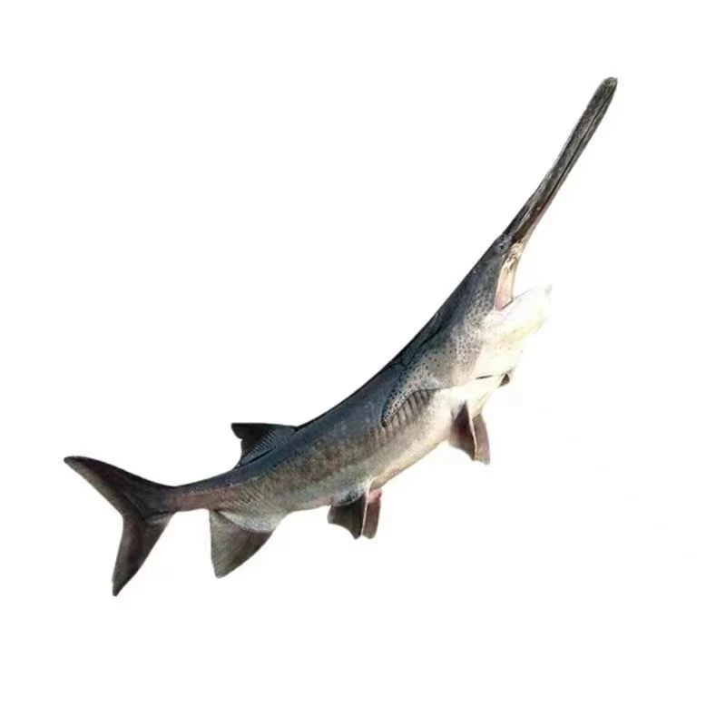 鲜活鸭嘴鲟冷水鱼观赏鱼