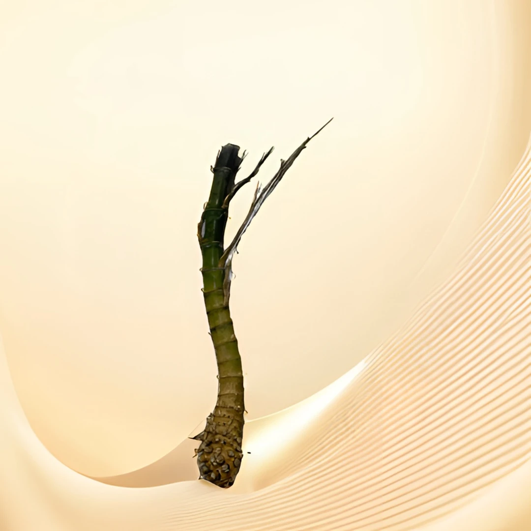 金竹梭标一弯毛料