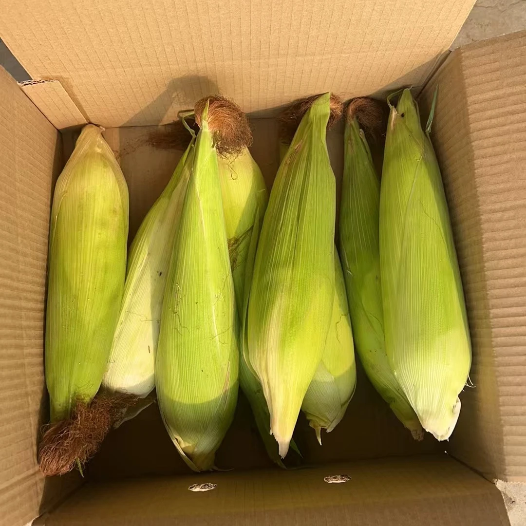 甜糯玉米 新鲜现摘现发 4.5-5斤 7-9个玉米