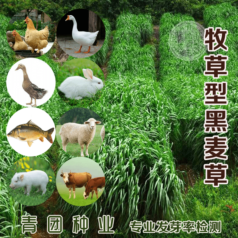 黑麦草种籽割耐寒牧草种籽冬牧70草四季喂鸡鸭鹅鱼牛羊猪兔草种子