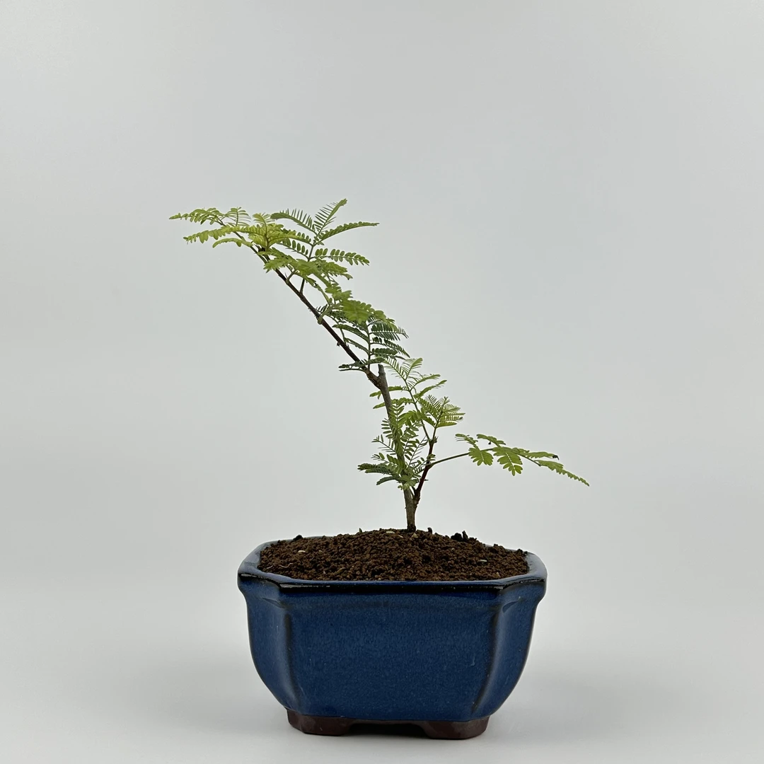 直播间精品绿植一物一拍
