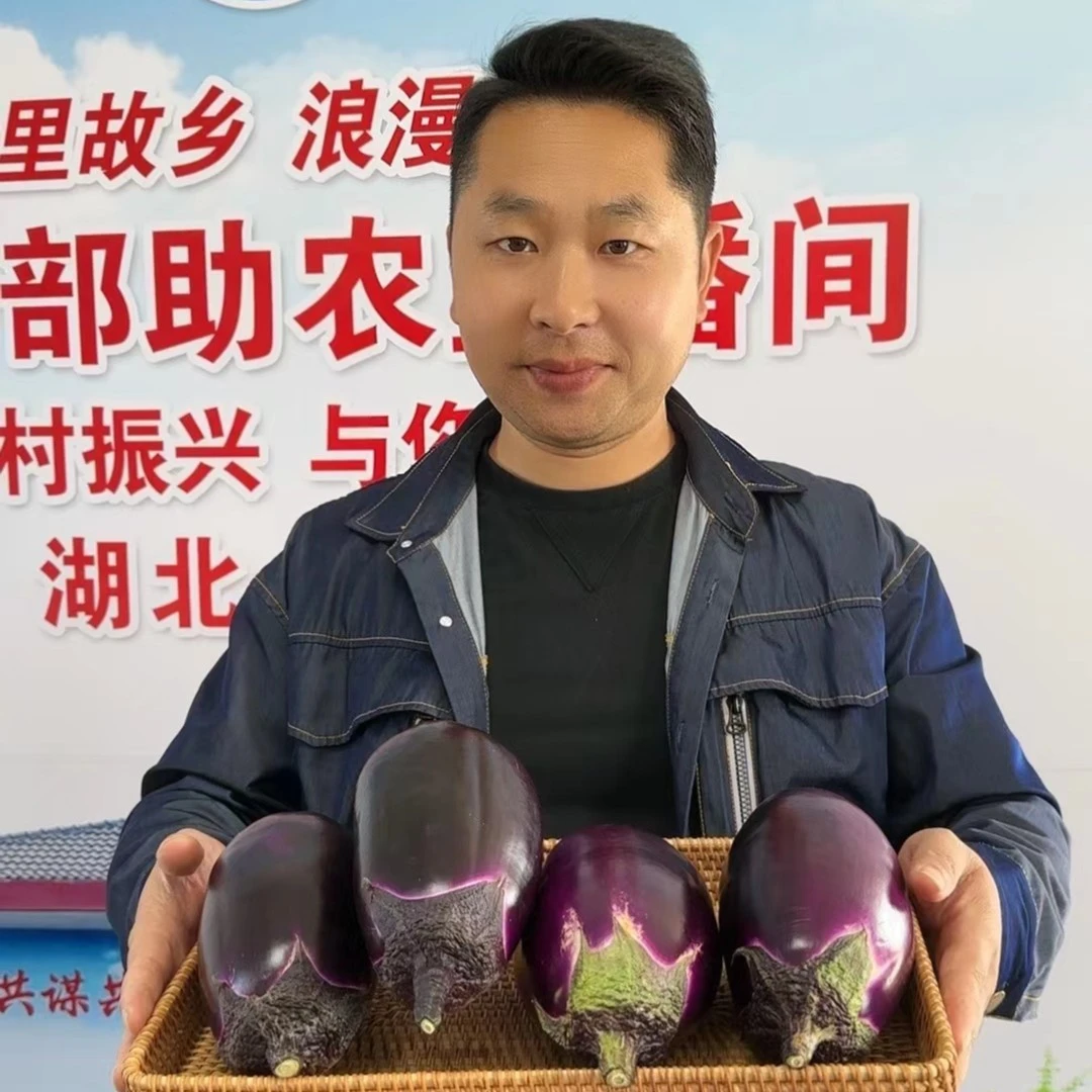 双塘村特大紫罐秋茄子肉嫩味甜