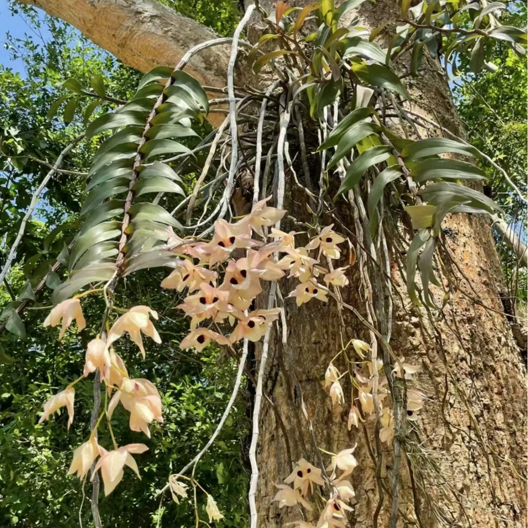 110~1000风化木木桩石斛寄生类绿植  直播间链接