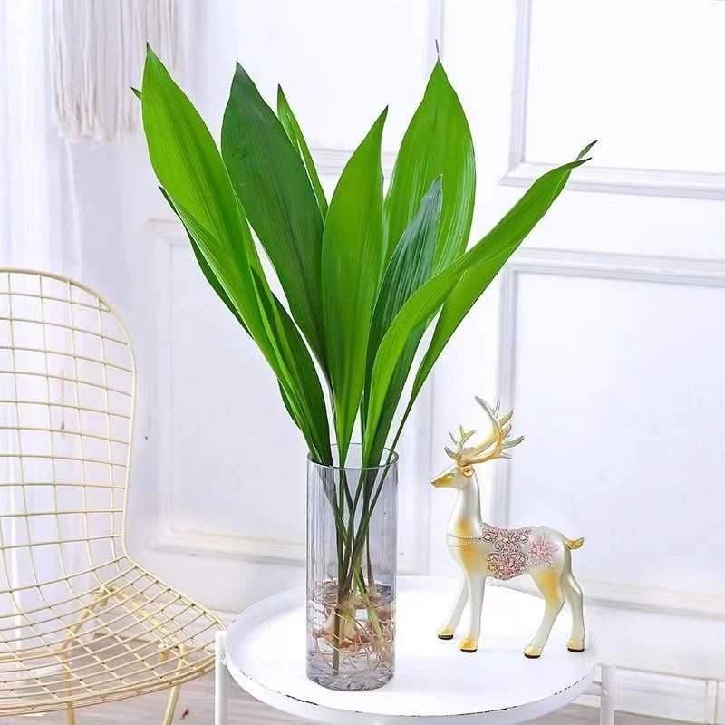 一叶兰盆栽水培植物喜阴室内水养土栽四季常青绿植进化空气吸甲醛