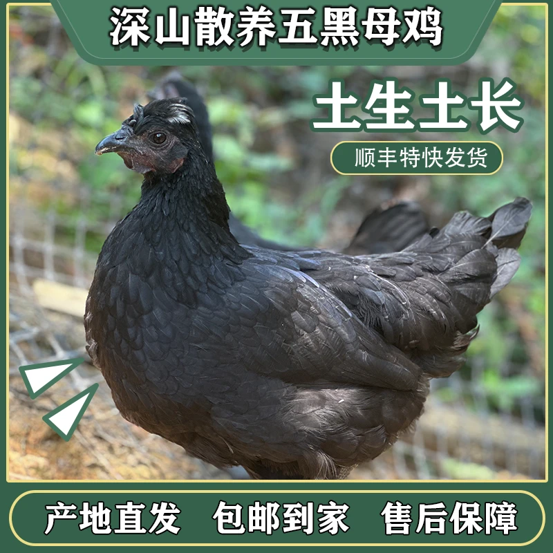 农家纯粮食散养新鲜五黑鸡跑山老母鸡冷链发货